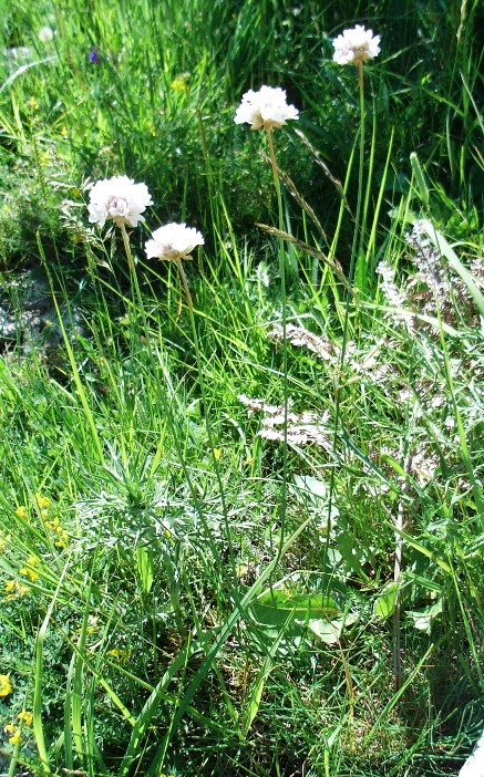 Armeria